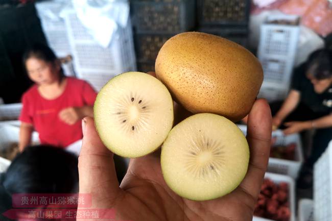 yellow kiwi plants