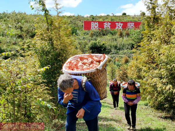 有機(jī)獼猴桃采摘私人訂制