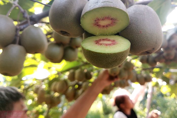 Red kiwifruit