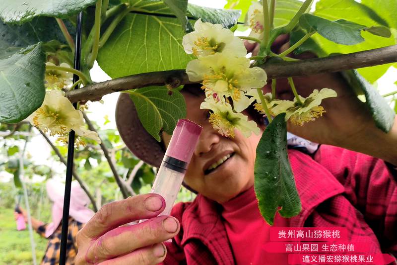 獼猴桃授粉