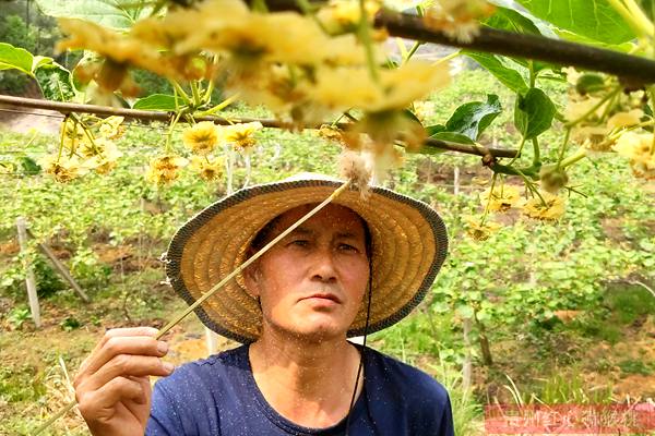 獼猴桃花粉