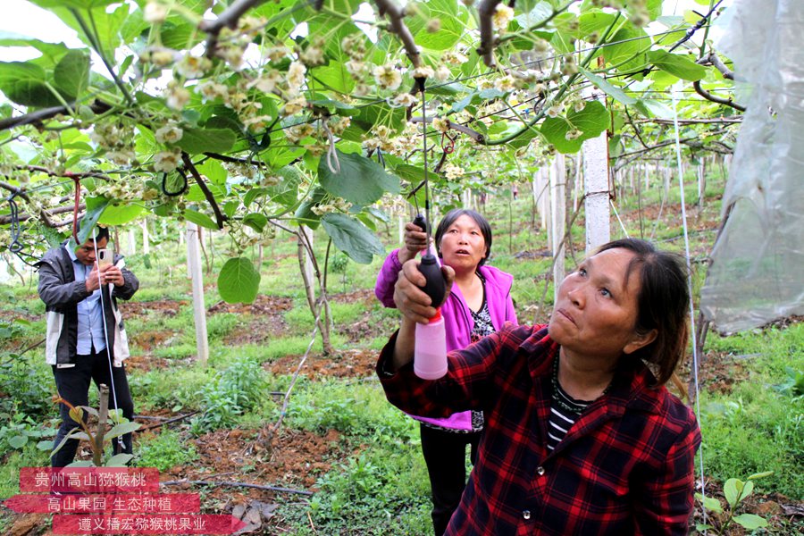 獼猴桃花粉廠(chǎng)家