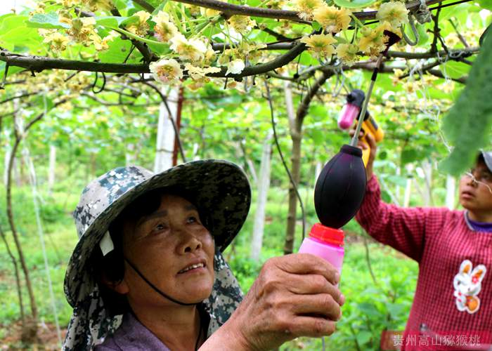 陽(yáng)光金果獼猴桃花粉