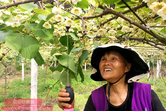 kiwi blossoms that have completed pollination