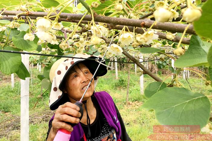 陽光金果獼猴桃花粉