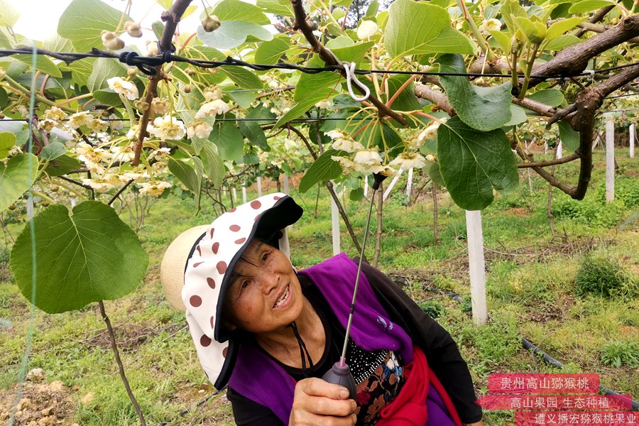 陽(yáng)光金果獼猴桃花粉