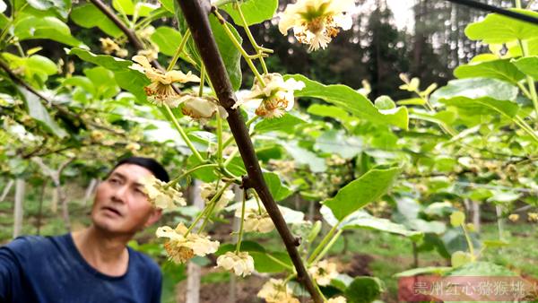 陽(yáng)光金果獼猴桃花粉