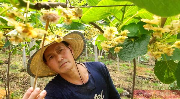 獼猴桃雄樹(shù)花粉