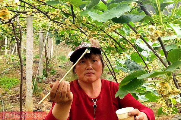 獼猴桃雄樹(shù)花粉