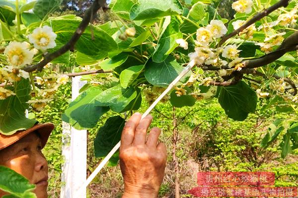 獼猴桃公樹(shù)花粉