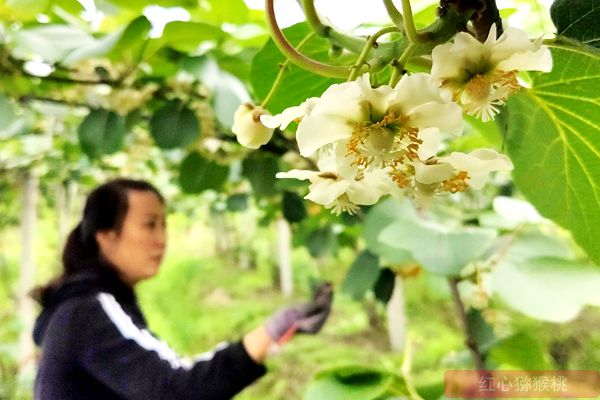 獼猴桃花粉批發(fā)零售價(jià)格多少錢一克買到