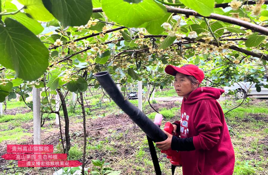 近年采開始在國內使用的大型電動獼猴桃授粉設備