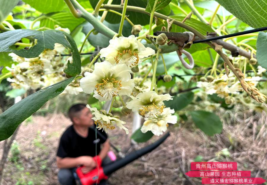 Electric kiwi pollen pollination equipment that has been widely used in recent years