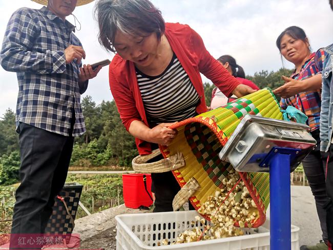 陽(yáng)光金果G3獼猴桃花粉