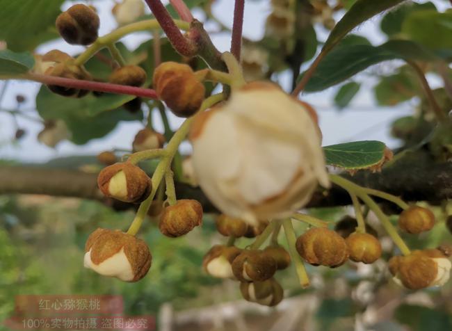 獼猴桃花粉價(jià)格多少錢一克