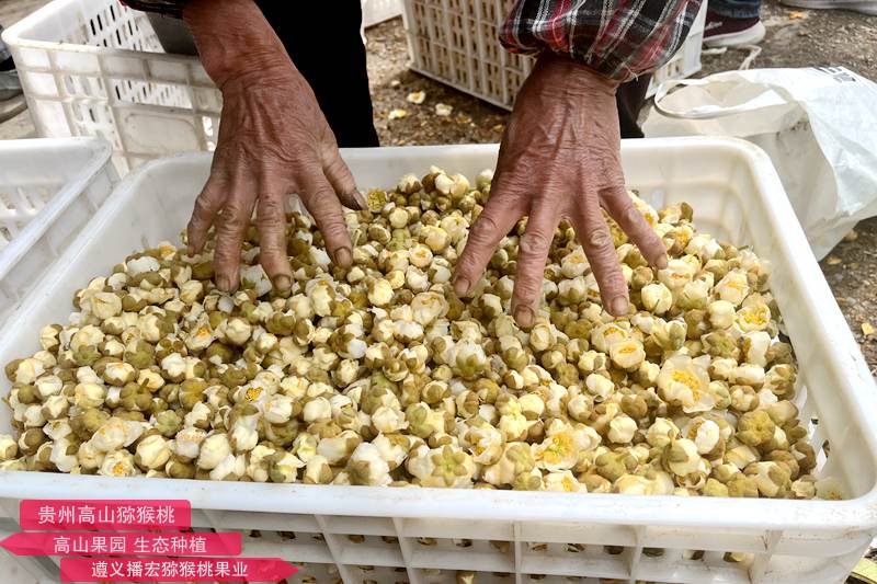 準(zhǔn)備開始加工獼猴桃花粉的鮮花