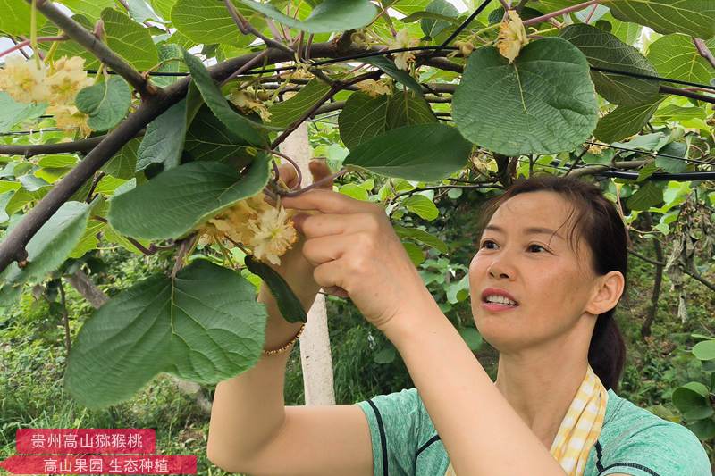 picking kiwi flowers