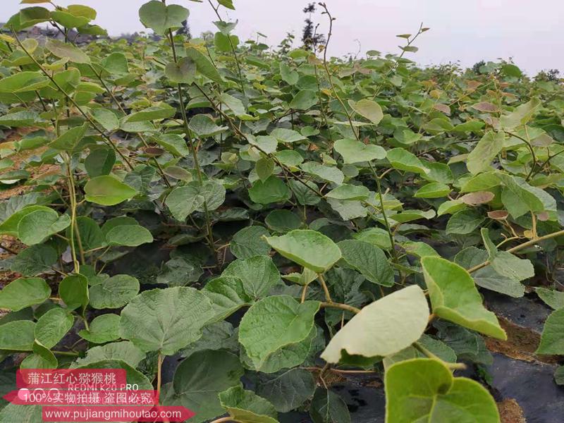 伊頓一號(hào)獼猴桃嫁接苗