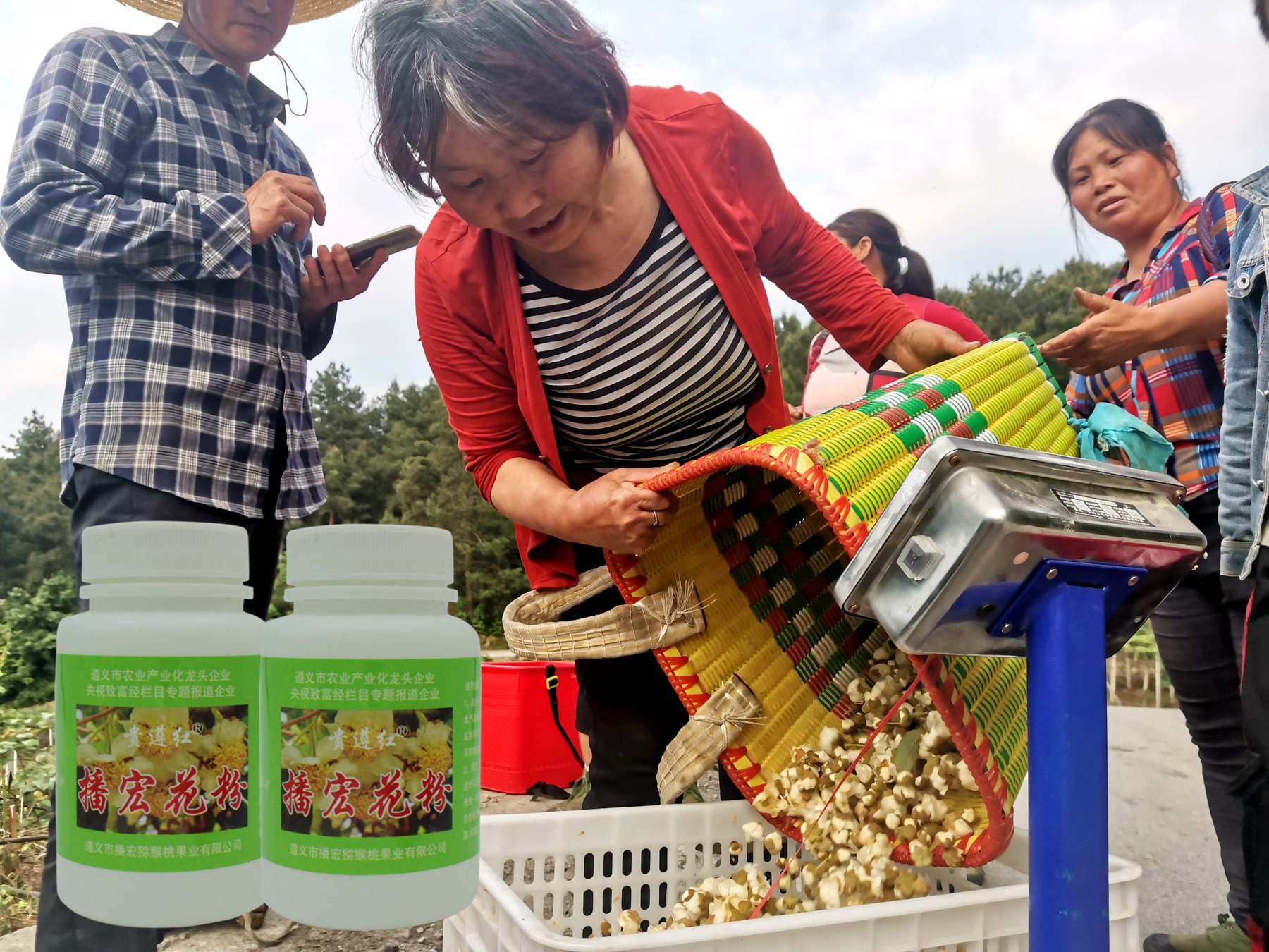 貴州播宏獼猴桃花粉