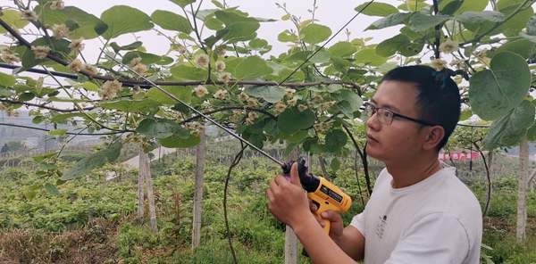 大黃蜂獼猴桃授粉用電動授粉槍