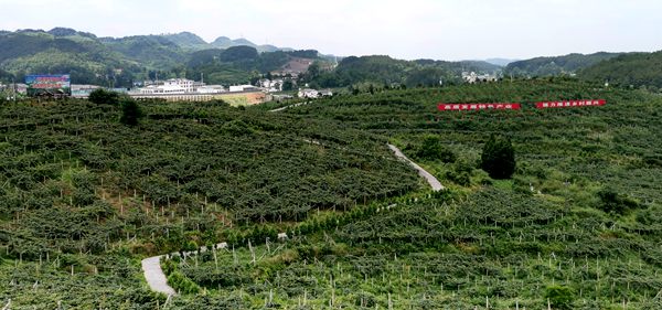 遵義三岔鎮(zhèn)獼猴桃果園