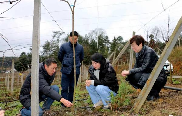 遵義有機(jī)獼猴桃基地