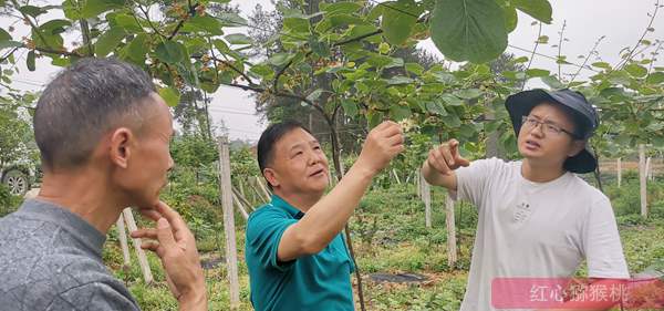 湖南紅心獼猴桃栽培技術(shù)