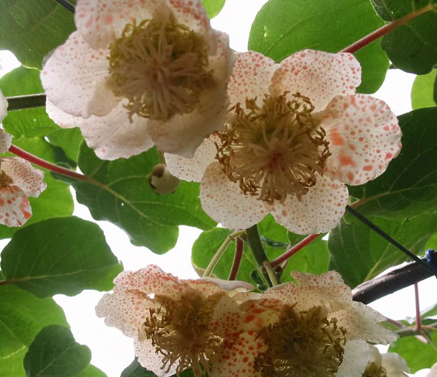 Kiwi Pollination