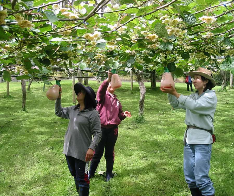 Kiwi Pollination