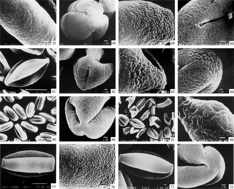 獼猴桃花粉電子顯微鏡下照片