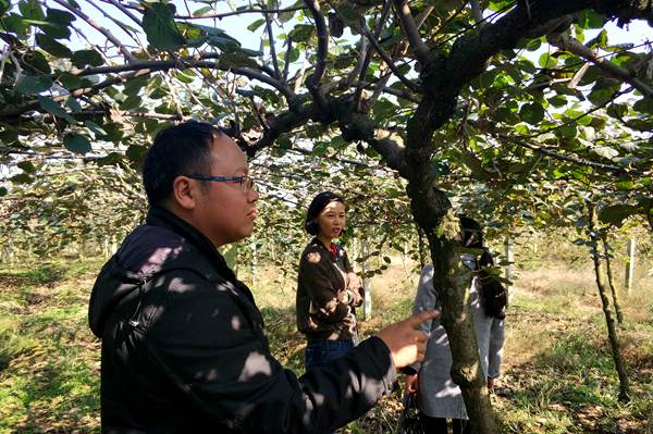 獼猴桃種植技術(shù)