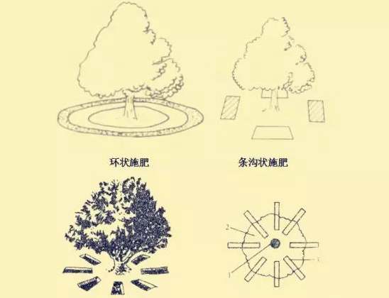 秋施獼猴桃“月子肥”作用巨大，你知道不？秋季施肥技術(shù)