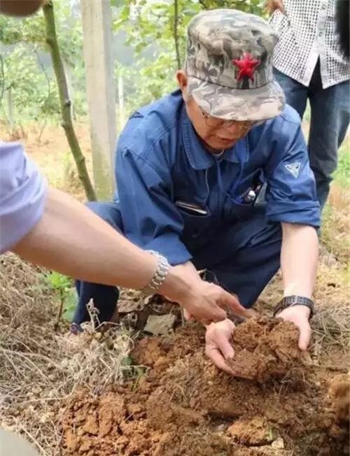 獼猴桃土壤