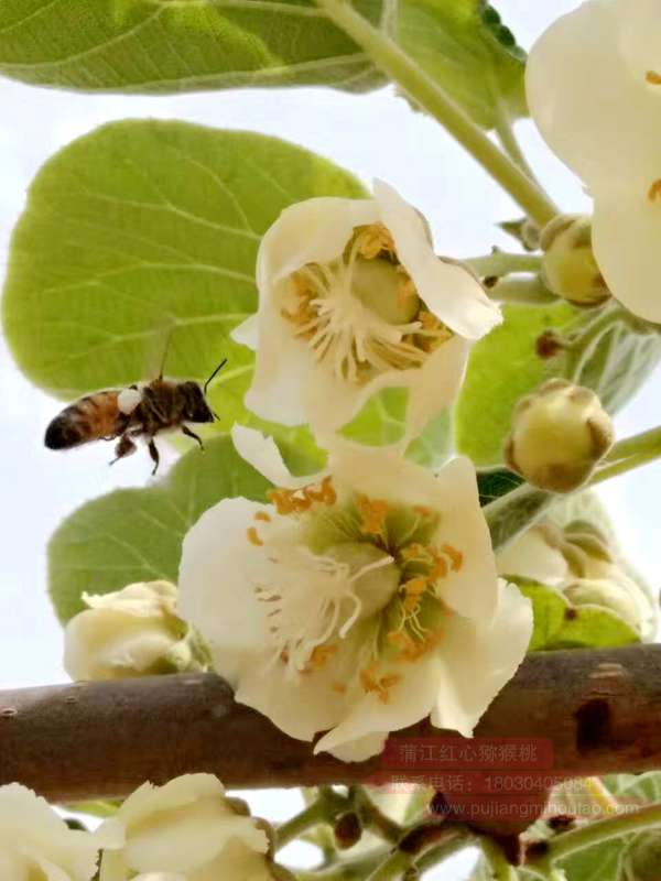 Kiwi pollination by honey bee