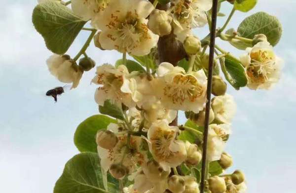 Kiwi pollination by honey bee