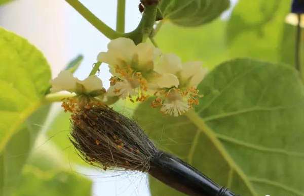 獼猴桃花粉