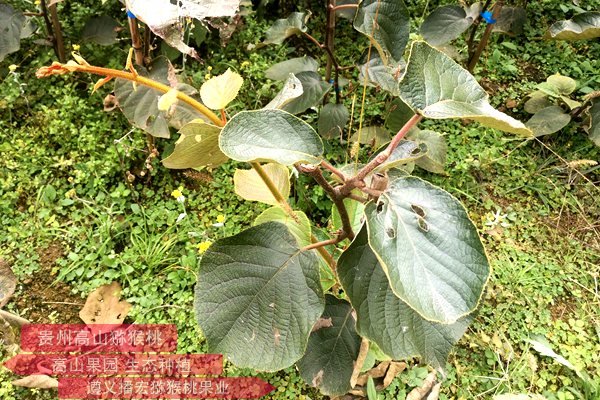 貴州遵義貴長獼猴桃種苗基地