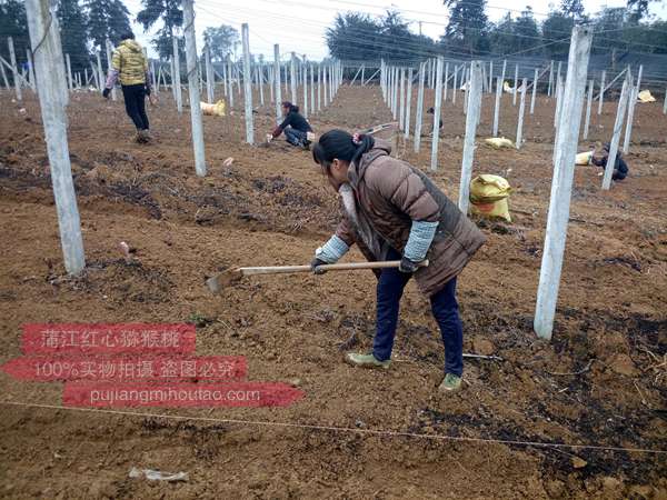 紅陽(yáng)獼猴桃選擇坡度建園