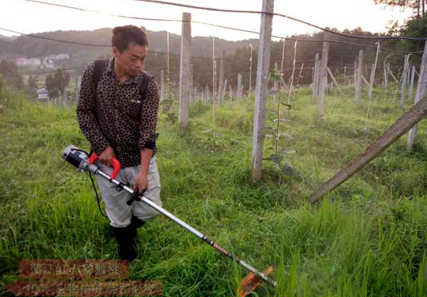 紅陽(yáng)獼猴桃除草