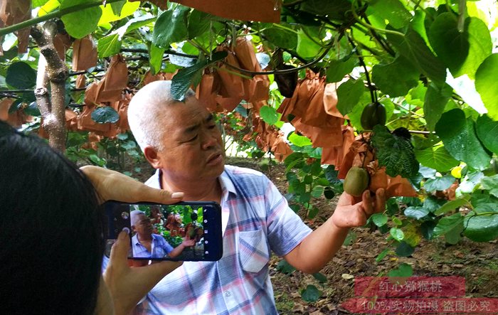 貴州東紅獼猴桃種植果園