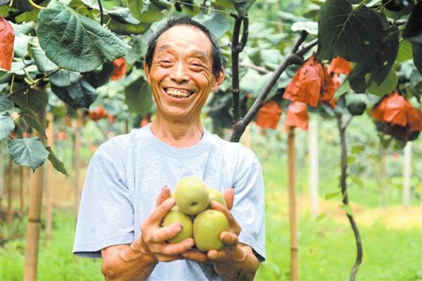 四川廣元蒼溪紅心獼猴桃