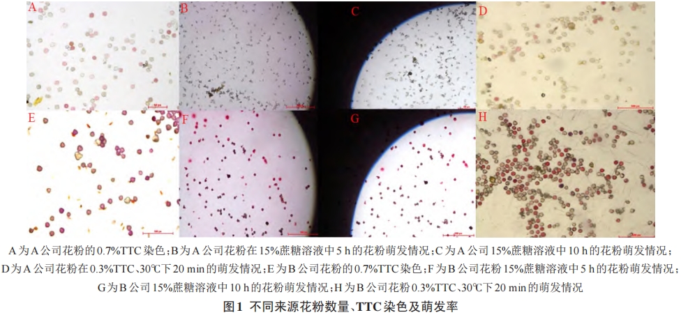 獼猴桃花粉活力測定條件的優(yōu)化研究