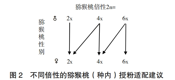 獼猴桃雄株選育與利用研究進(jìn)展