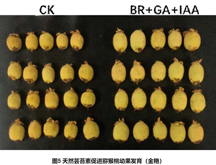 出口獼猴桃花粉