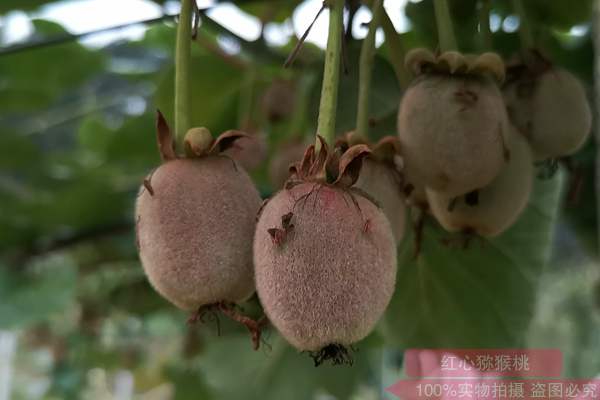 紅實(shí)二號(hào)獼猴桃