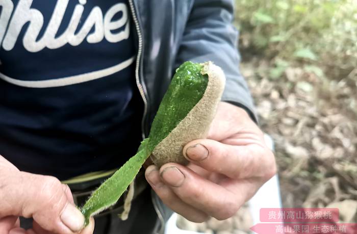 白獼猴桃