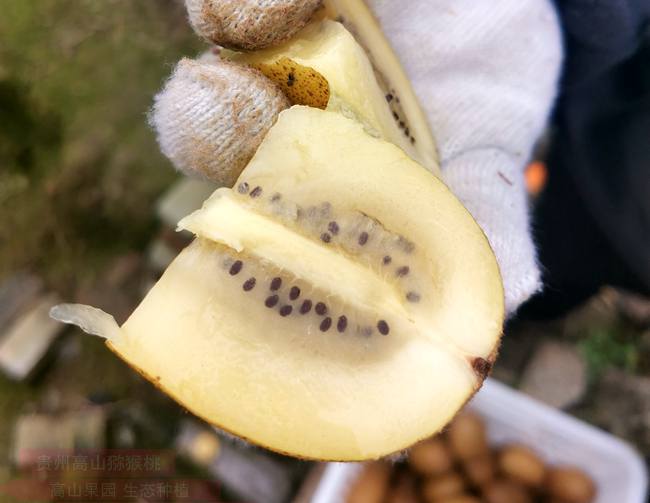 golden kiwifruit