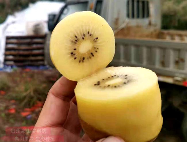 golden kiwifruit vine