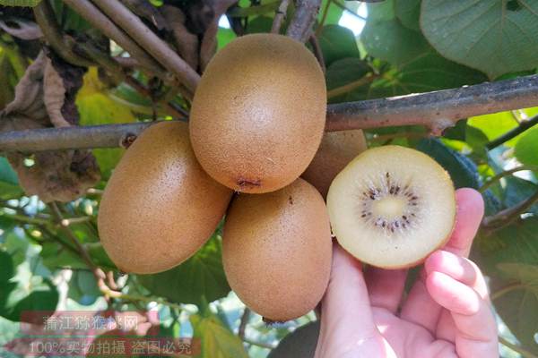 獼猴桃產(chǎn)業(yè)園