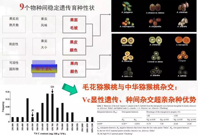 毛花獼猴桃與中華獼猴桃